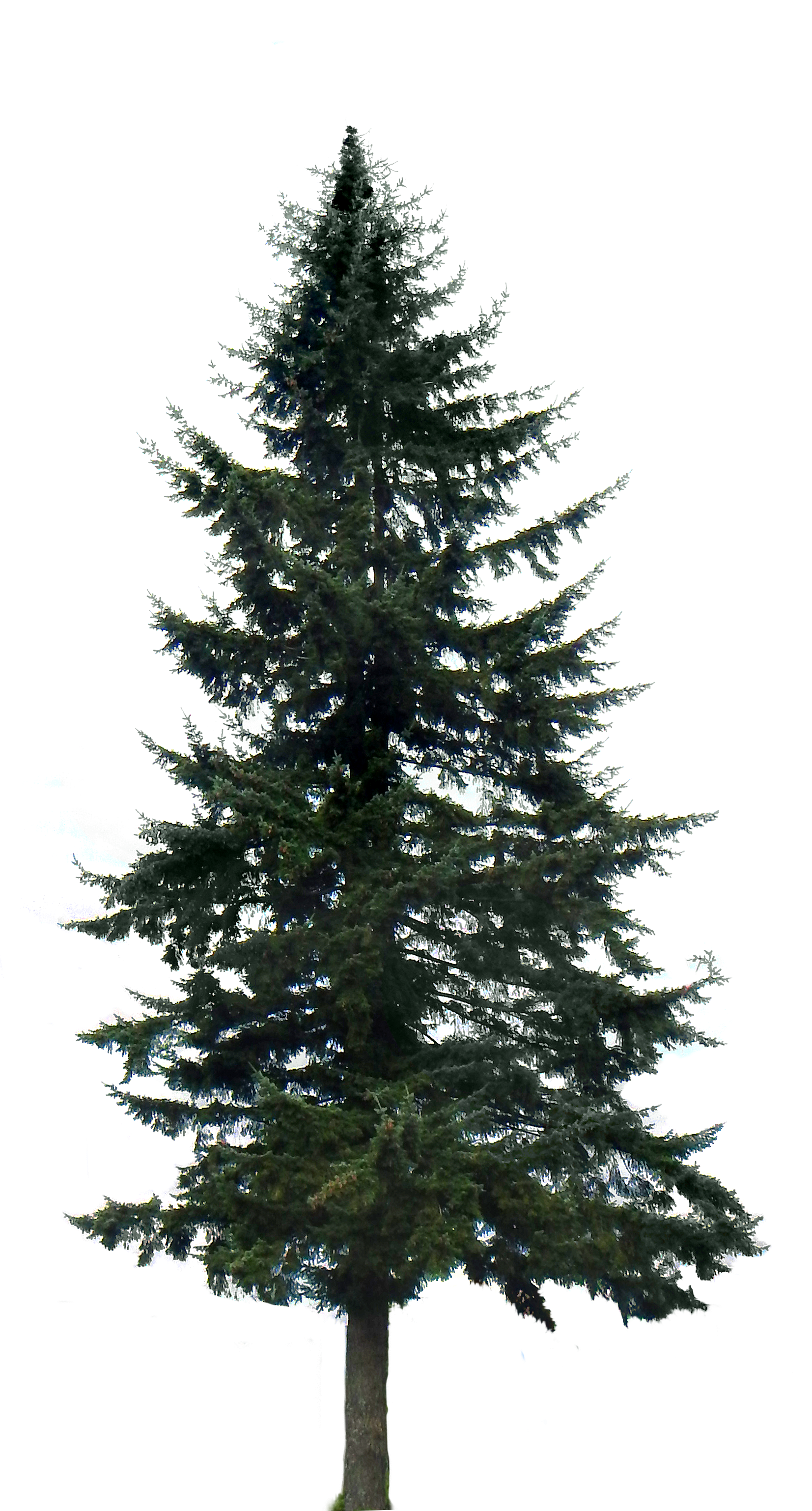 Images of Pine Tree | 1653x3075