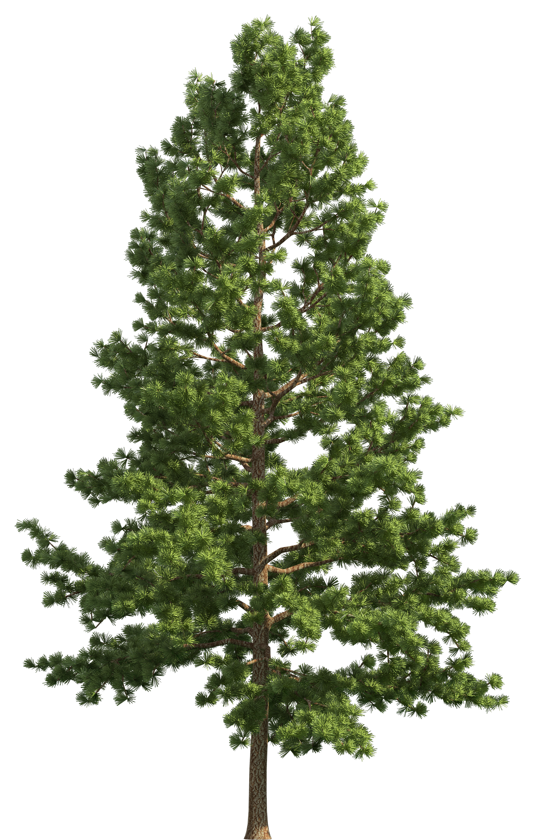 Pine Tree High Quality Background on Wallpapers Vista