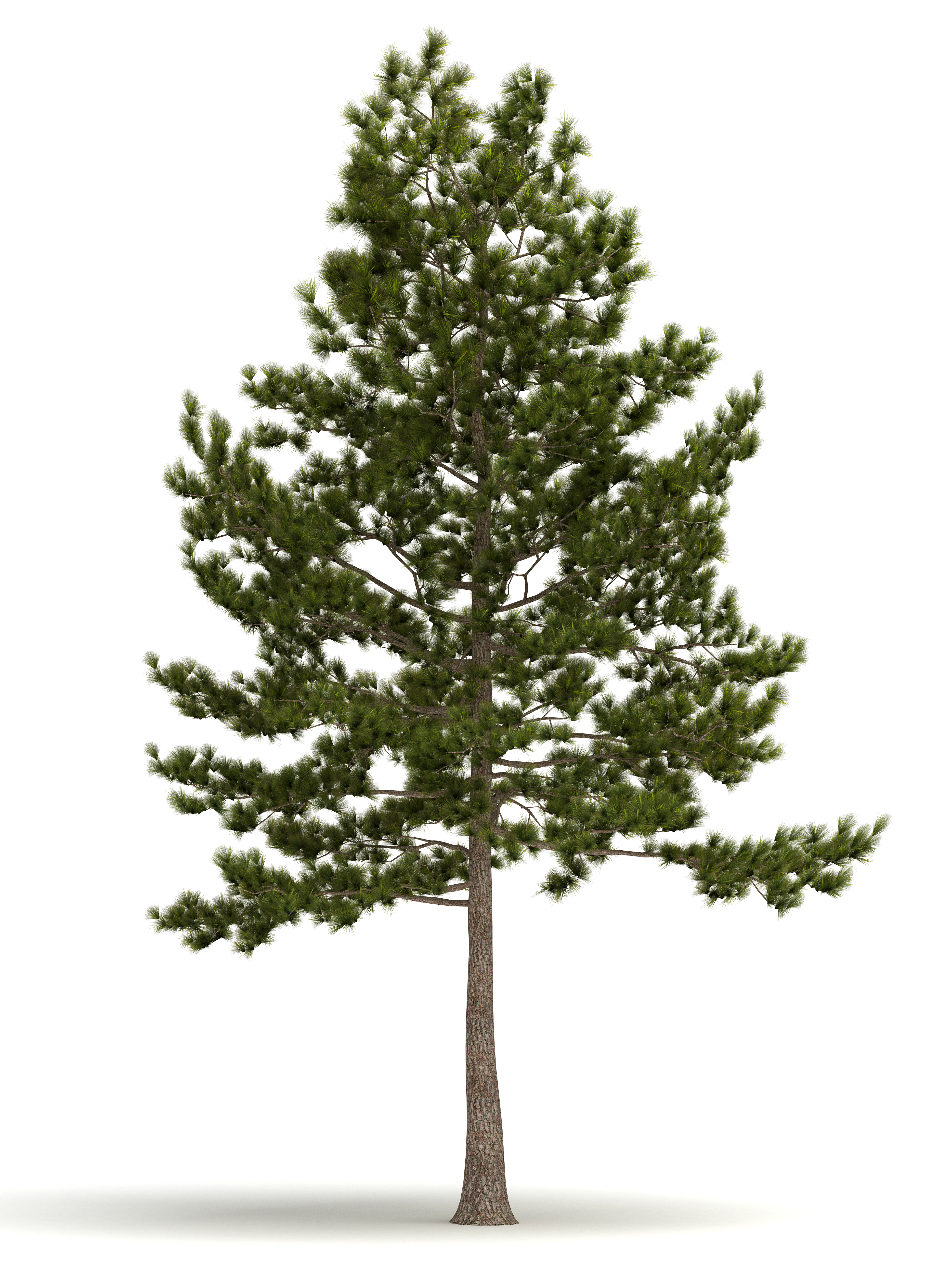 Images of Pine Tree | 3881x5220
