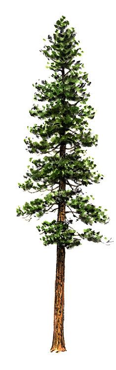 High Resolution Wallpaper | Pine Tree 235x750 px
