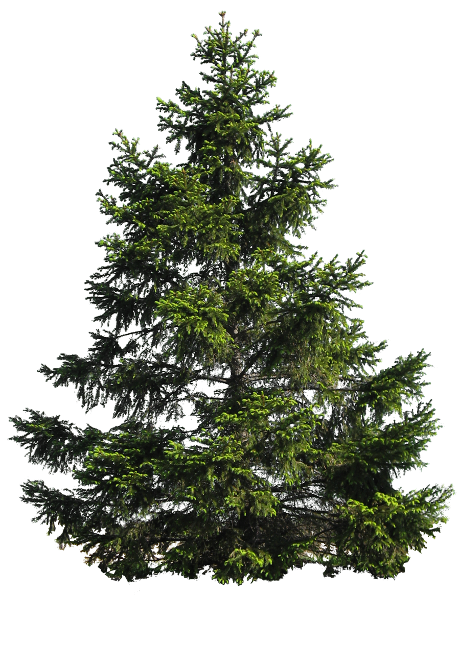 Pine Tree Backgrounds, Compatible - PC, Mobile, Gadgets| 900x1263 px