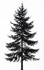 Pine Tree Pics, Earth Collection