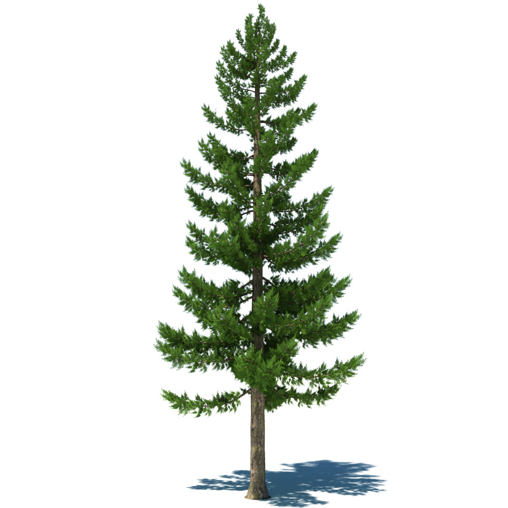 Pine Tree #21