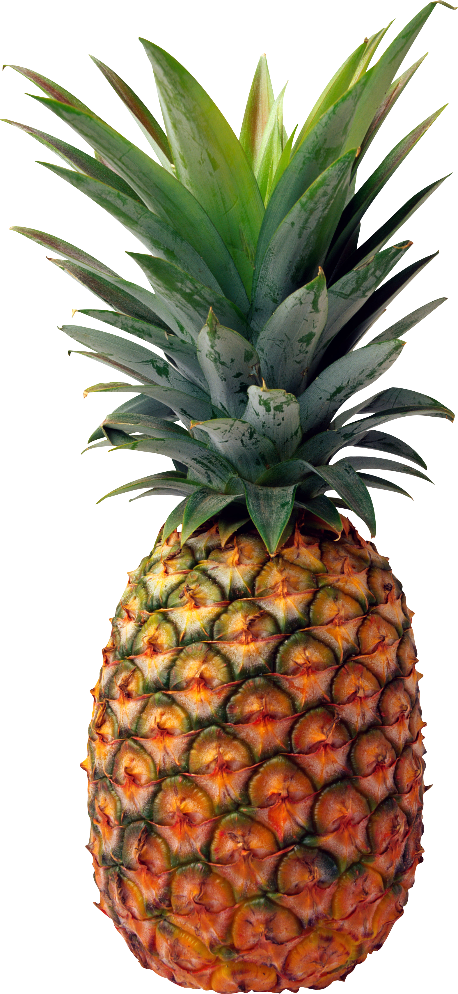 HQ Pineapple Wallpapers | File 6170.75Kb