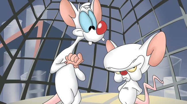 Nice wallpapers Pinky And The Brain 650x362px