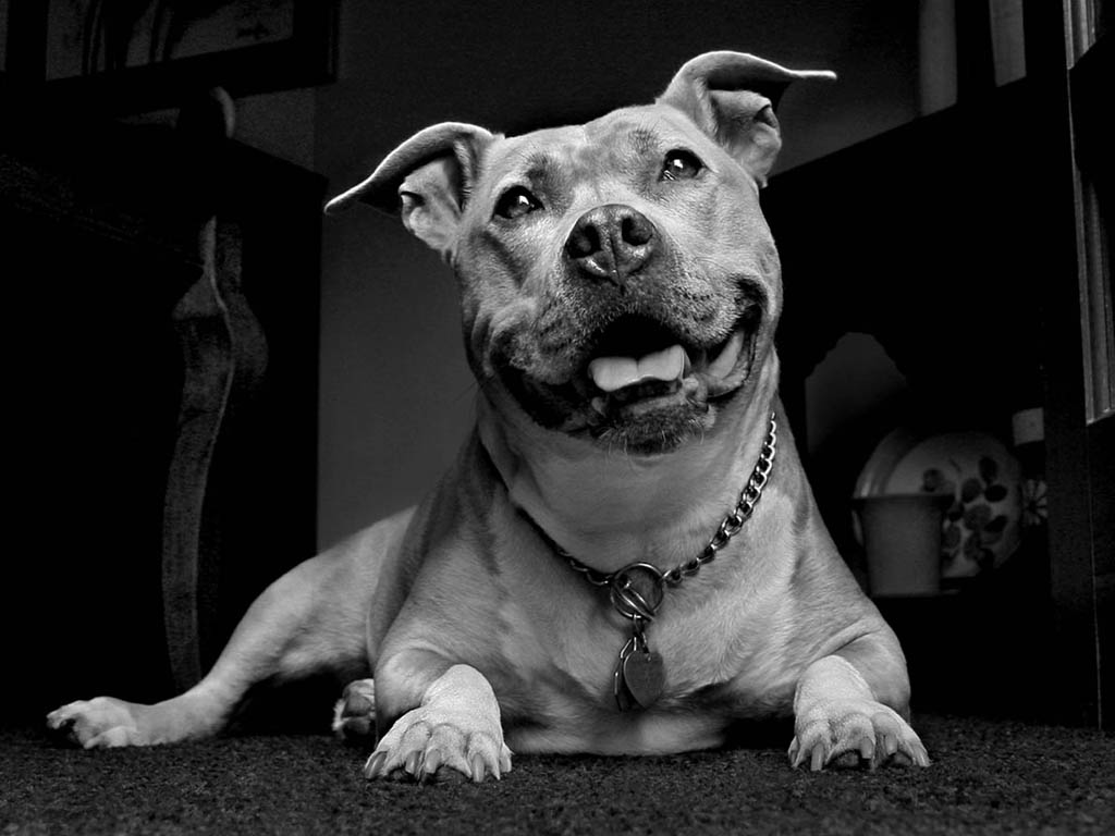 Pit Bull wallpapers, Animal, HQ Pit Bull pictures 4K