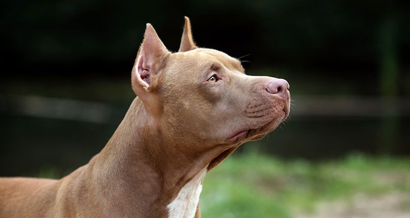 Amazing Pit Bull Pictures & Backgrounds