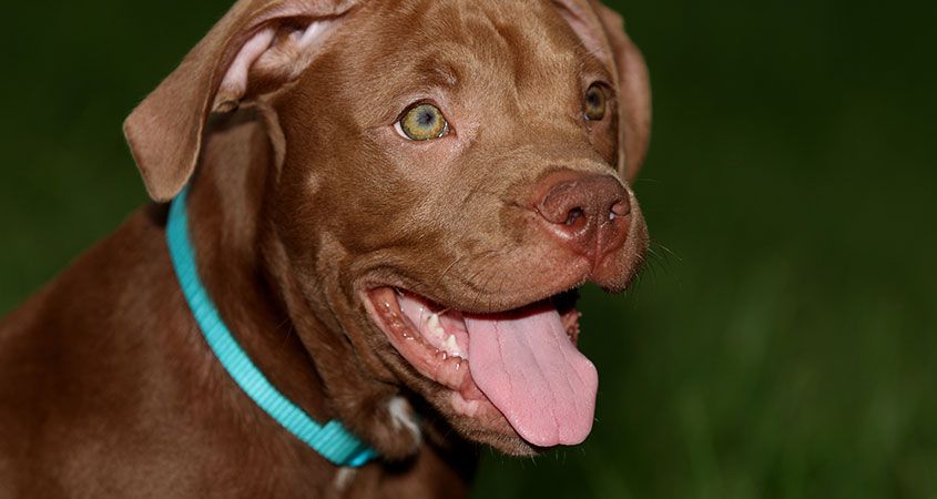 Nice wallpapers Pit Bull 845x450px