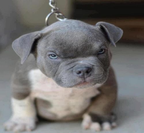Nice wallpapers Pit Bull 500x460px