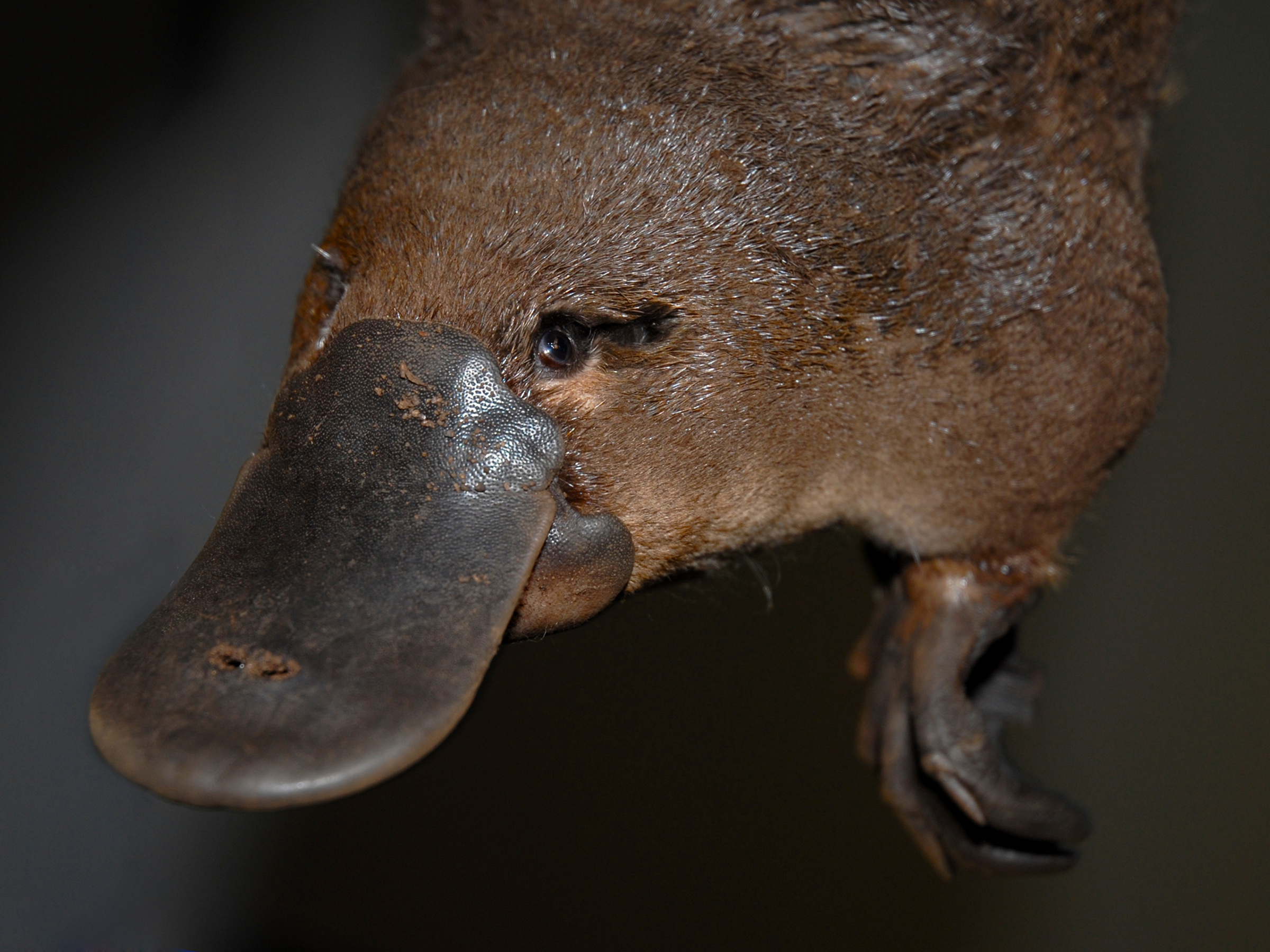 Images of Platypus | 2400x1800