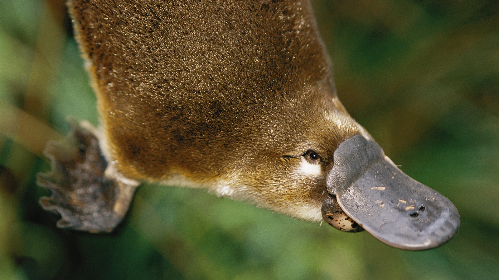 Platypus High Quality Background on Wallpapers Vista