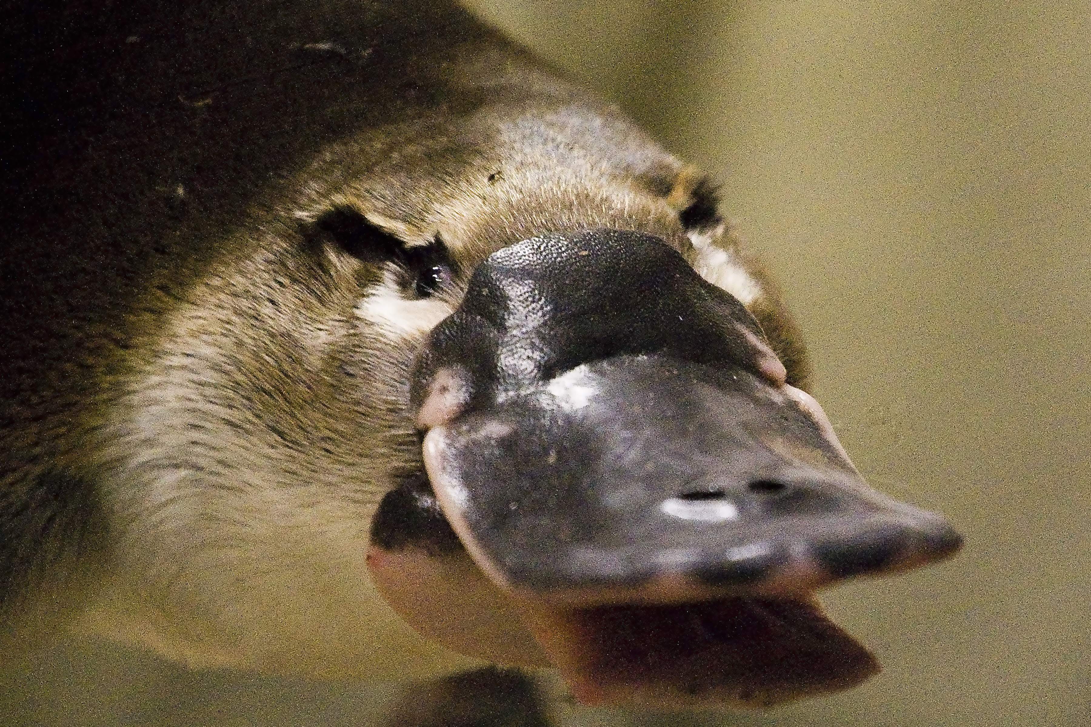 platypus animal