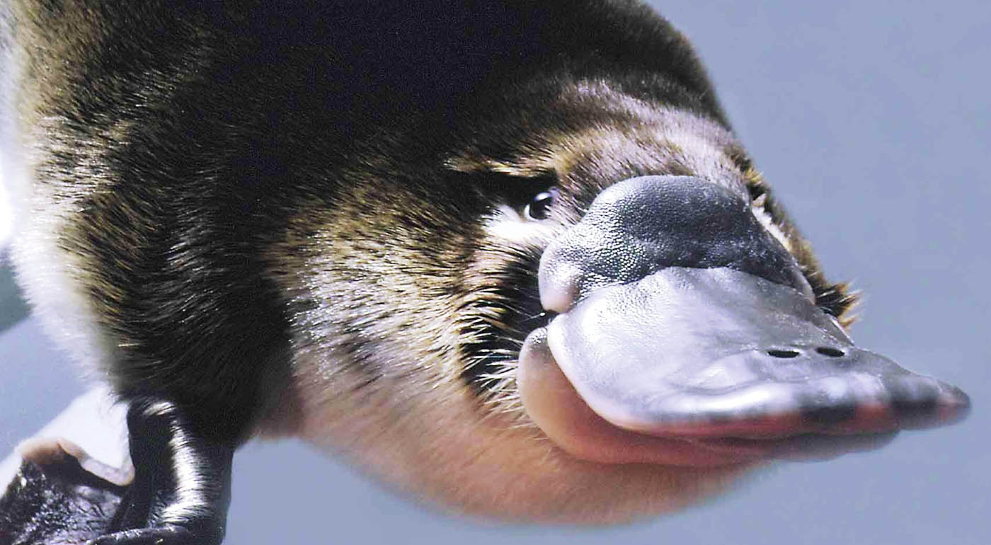 Amazing Platypus Pictures & Backgrounds