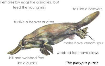 Platypus #13