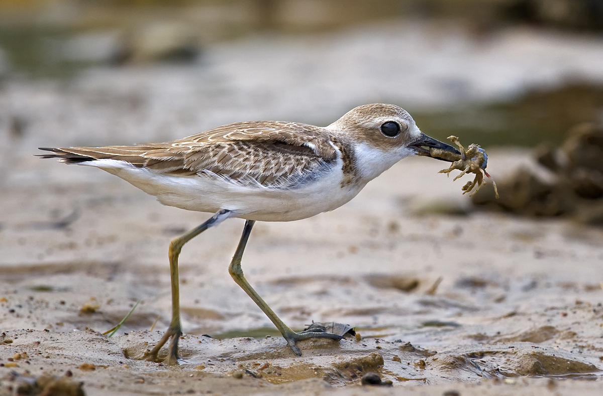 Nice wallpapers Plover 1200x789px