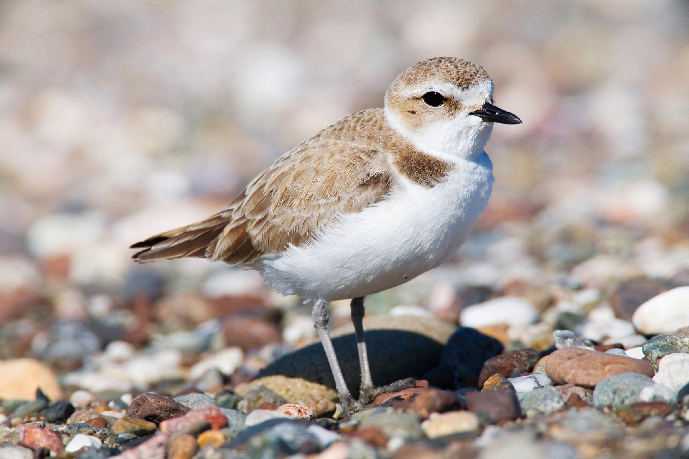 Nice wallpapers Plover 2400x1600px