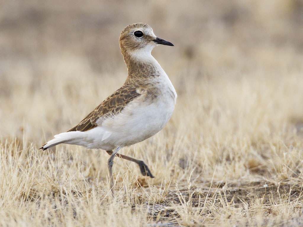 HD Quality Wallpaper | Collection: Animal, 1024x768 Plover