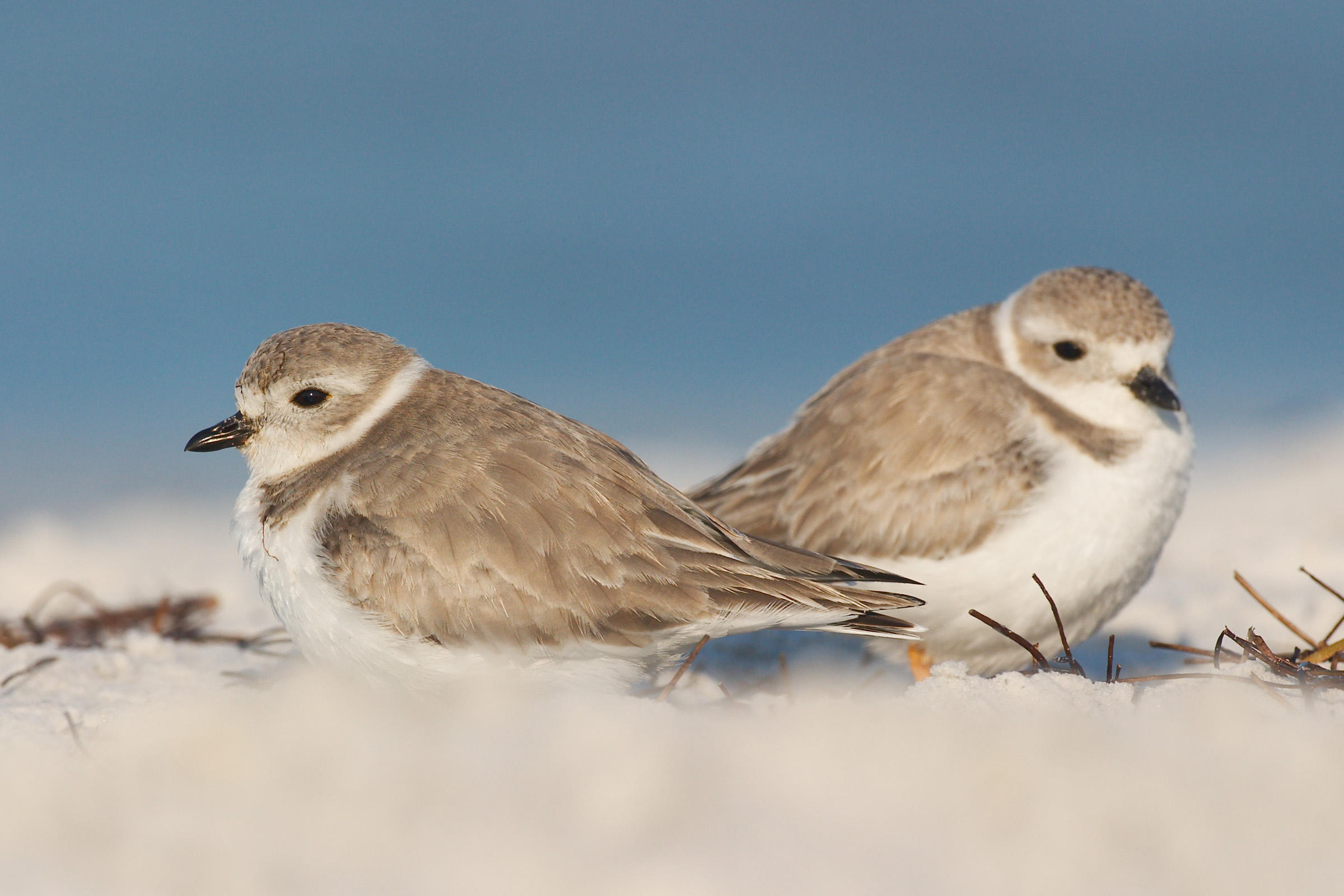 HD Quality Wallpaper | Collection: Animal, 2400x1600 Plover