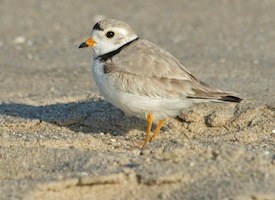Nice wallpapers Plover 275x200px