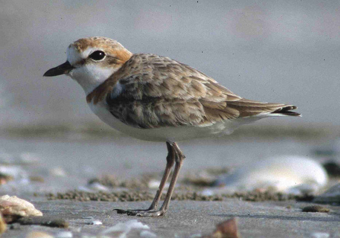 Amazing Plover Pictures & Backgrounds