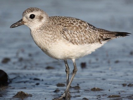 HD Quality Wallpaper | Collection: Animal, 425x320 Plover