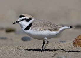Plover Pics, Animal Collection