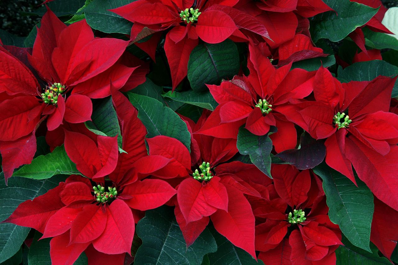 Poinsettia Backgrounds on Wallpapers Vista