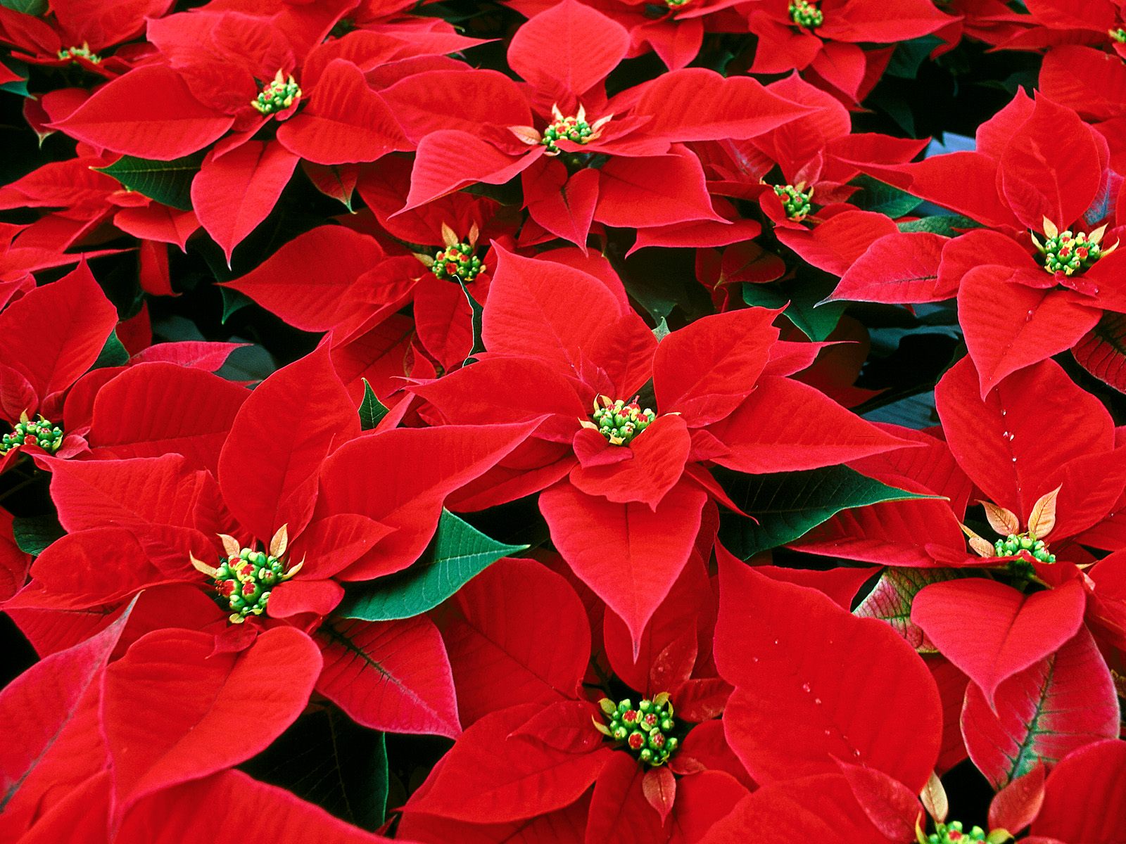 Nice wallpapers Poinsettia 1600x1200px