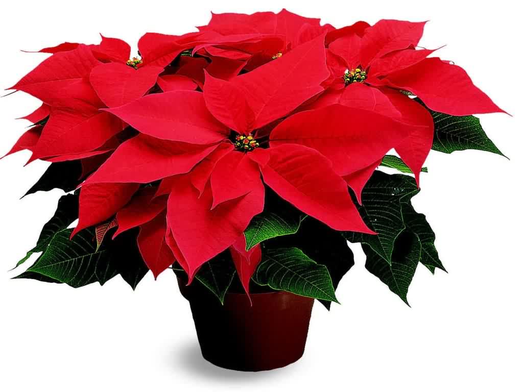 HQ Poinsettia Wallpapers | File 59.59Kb