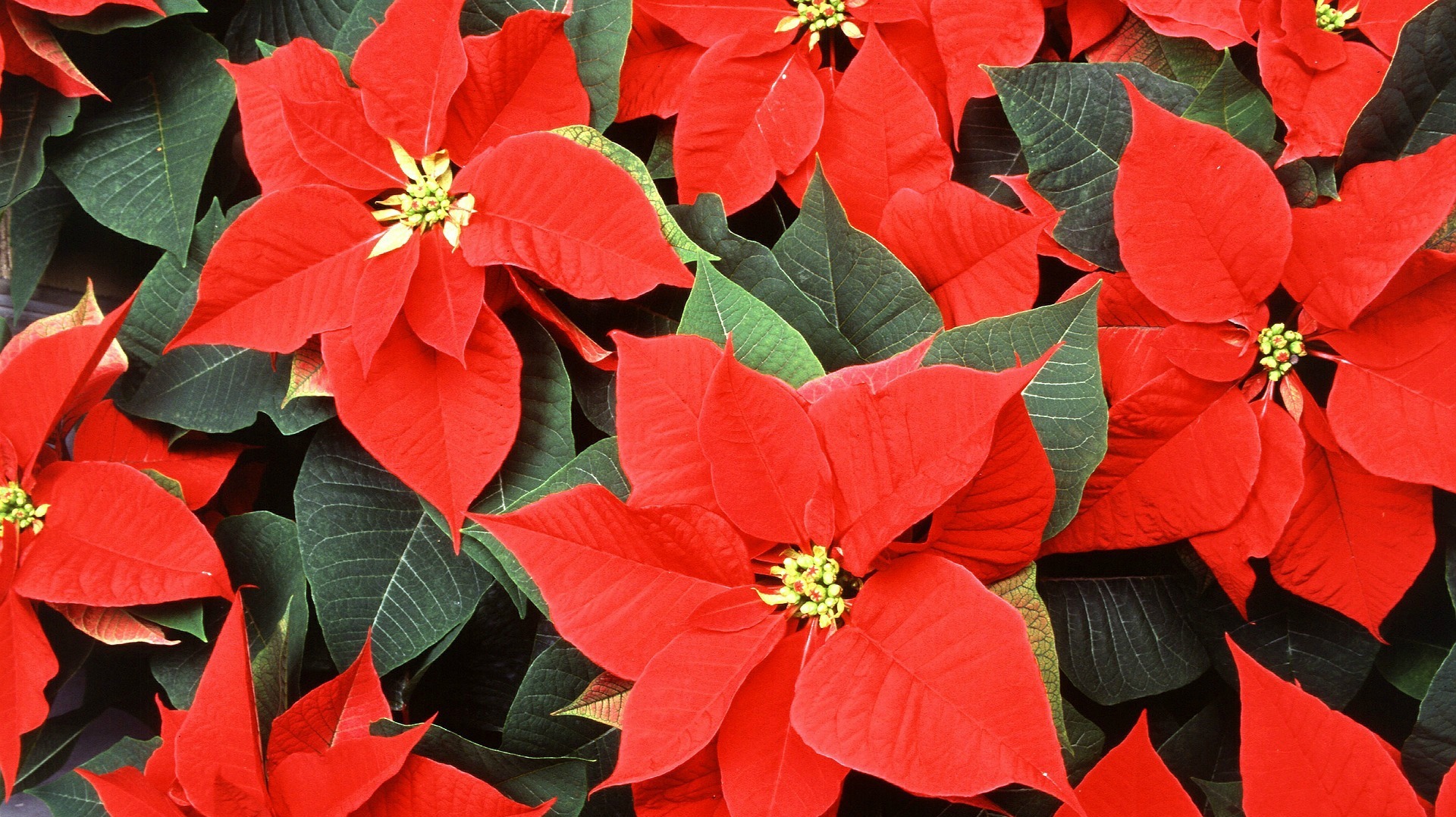 Nice wallpapers Poinsettia 1920x1077px