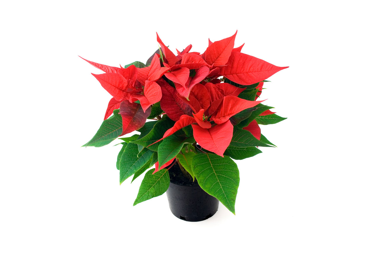 Amazing Poinsettia Pictures & Backgrounds