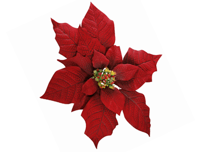 HD Quality Wallpaper | Collection: Earth, 400x300 Poinsettia