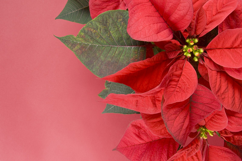 Nice wallpapers Poinsettia 800x532px