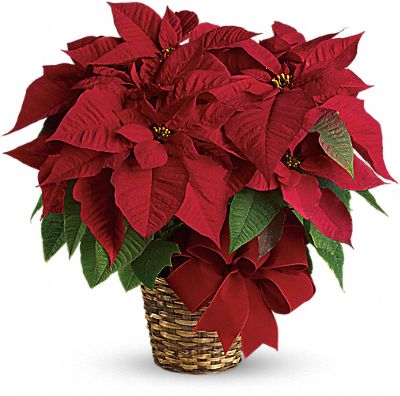 Poinsettia High Quality Background on Wallpapers Vista