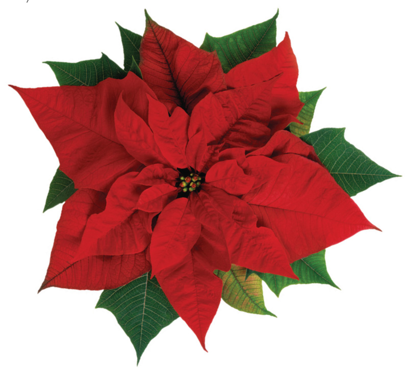 Nice Images Collection: Poinsettia Desktop Wallpapers