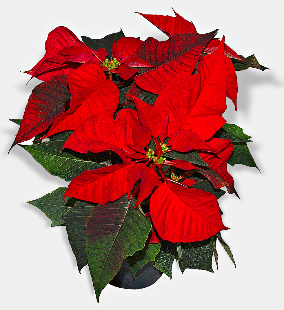 Poinsettia High Quality Background on Wallpapers Vista