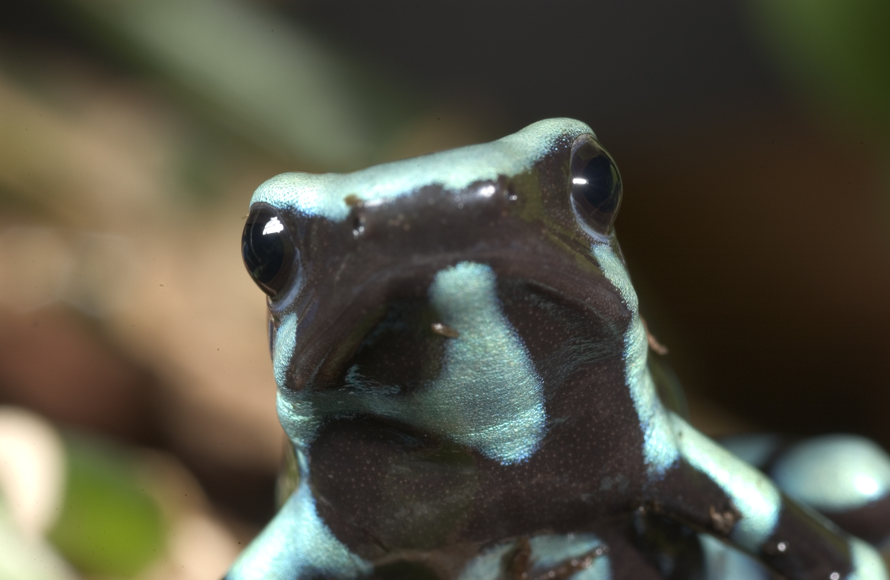 Poison Dart Frog HD wallpapers, Desktop wallpaper - most viewed