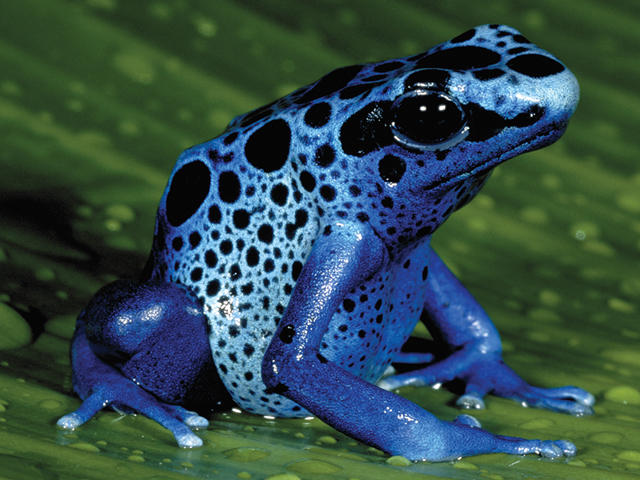 Poison Dart Frog HD wallpapers, Desktop wallpaper - most viewed