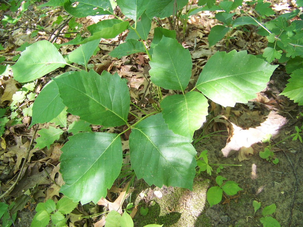 Poison Ivy #27