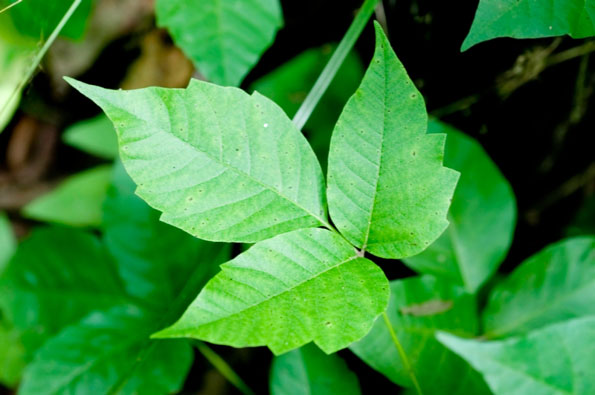 Images of Poison Ivy | 595x395