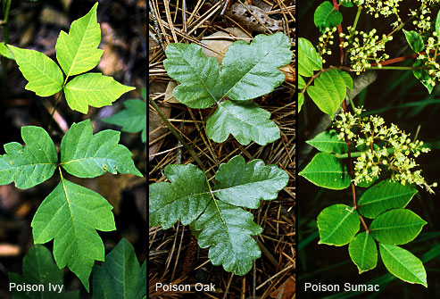 Poison Ivy High Quality Background on Wallpapers Vista