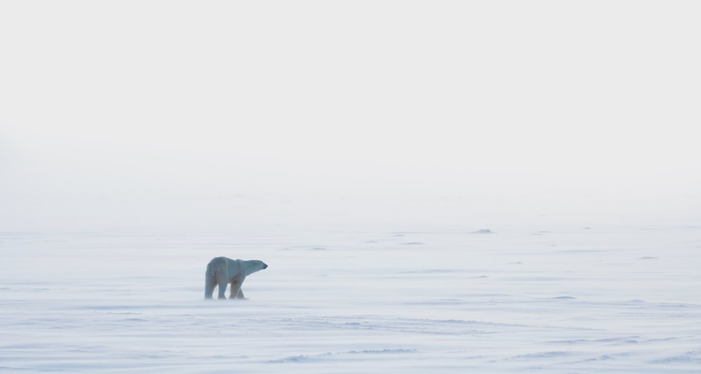 Polar Pics, Artistic Collection