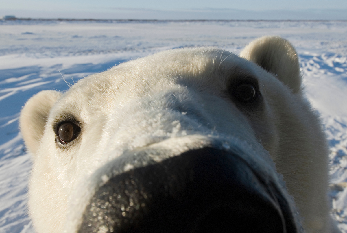 Amazing Polar Bear Pictures & Backgrounds