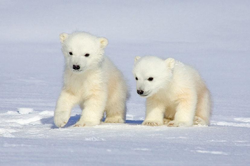 Polar Bear #23