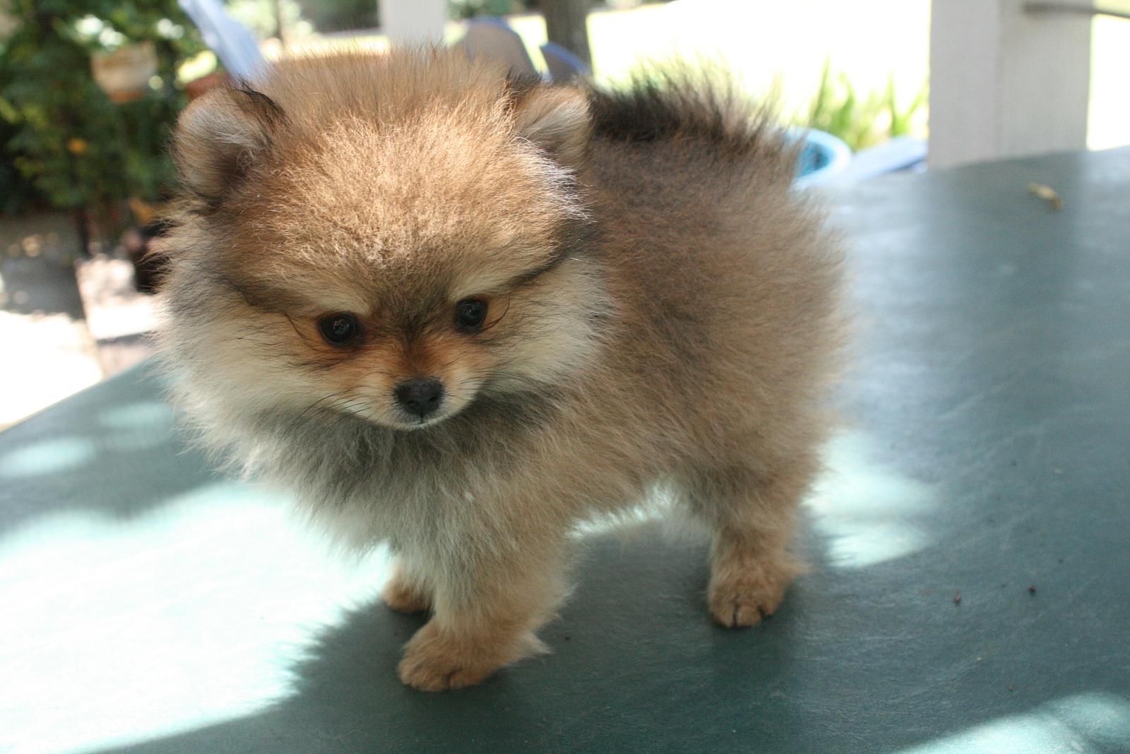 Pomeranian #7