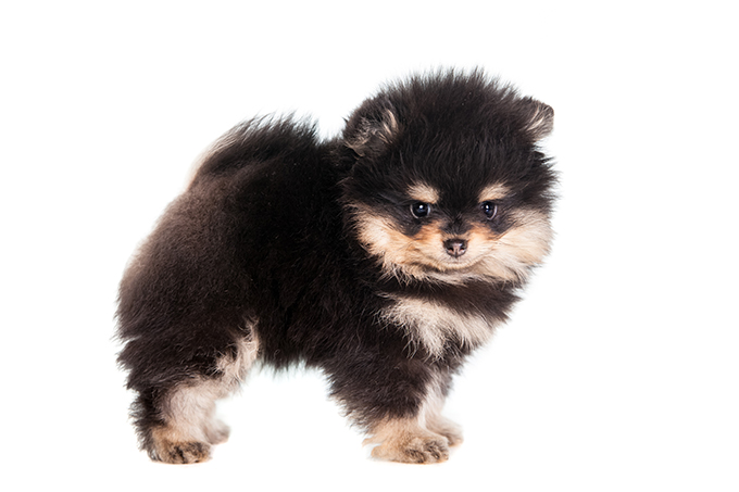 Pomeranian High Quality Background on Wallpapers Vista