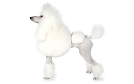 Poodle Backgrounds on Wallpapers Vista
