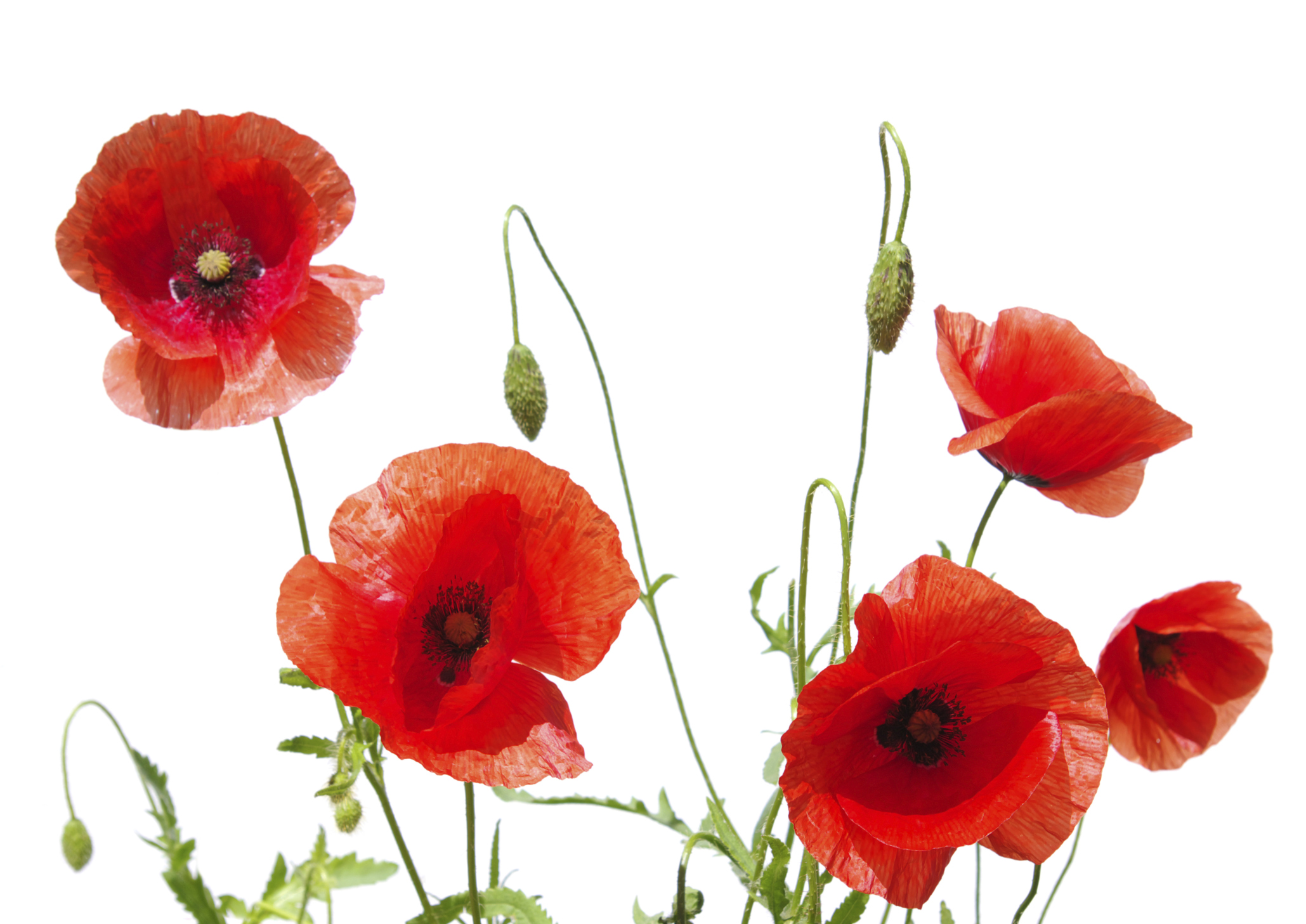 Poppy High Quality Background on Wallpapers Vista