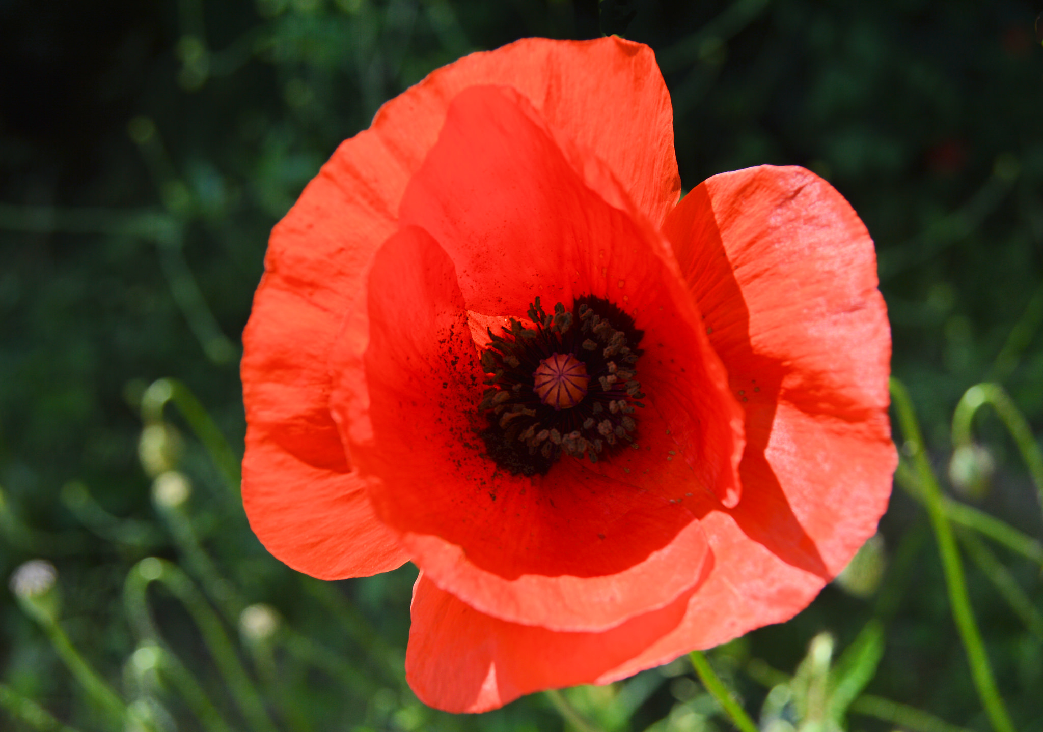Poppy Backgrounds on Wallpapers Vista