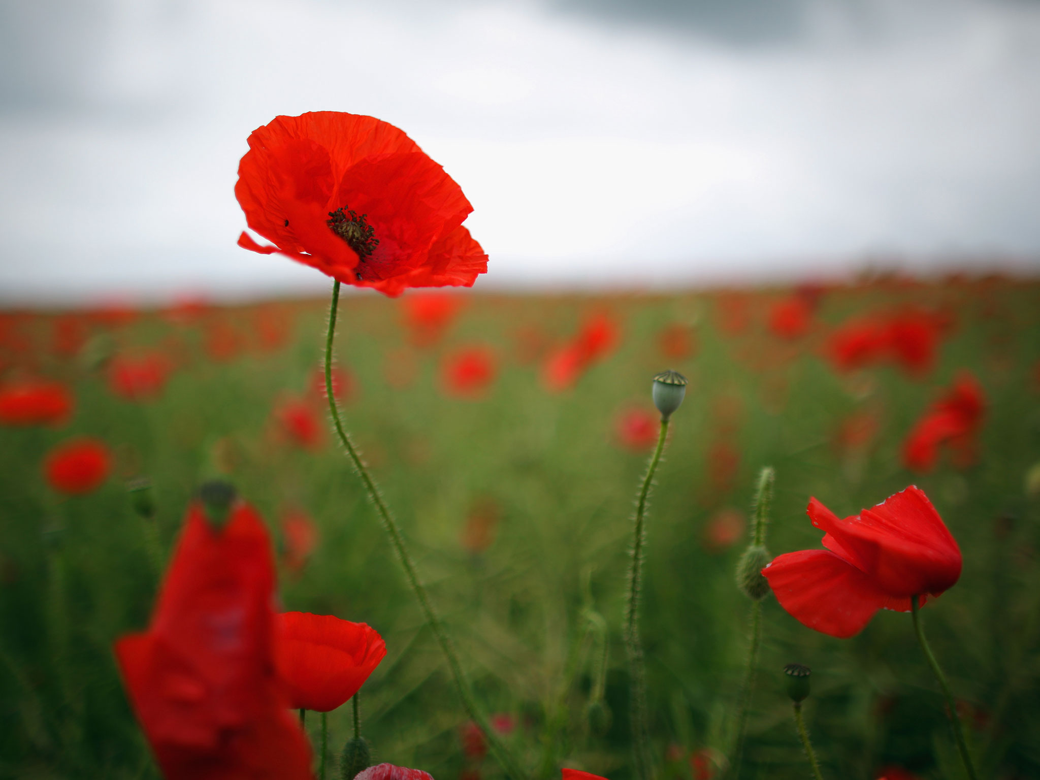 Poppy Backgrounds on Wallpapers Vista